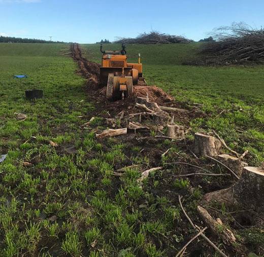 tree stump grinding service tree stump grinding service